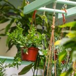 New Plant Shop Opens in Riverwest