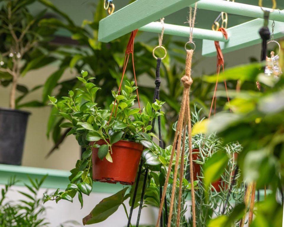 Plants at Welcome 2 The Jungle, 824 E. Locust St. Photo by Nick Votto.