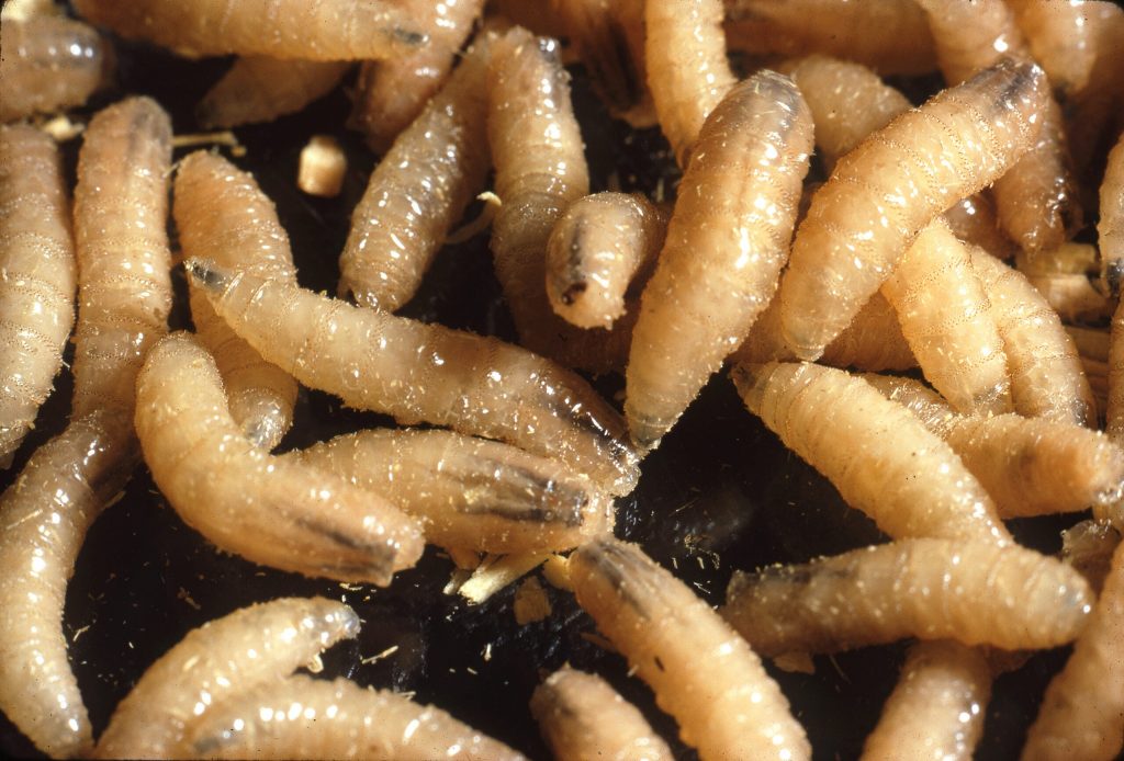 The U.S. Department of Agriculture continues to respond to confirmed cases of New World screwworm in Texas. Source: USDA