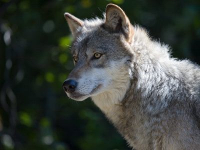 Wisconsin’s Wolf Population Declines for Second Straight Year
