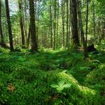 Federal Bill May Repeal ‘Roadless Rule’ That Protects Wisconsin Forest
