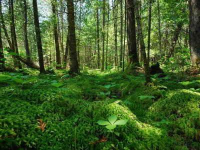 Federal Bill May Repeal ‘Roadless Rule’ That Protects Wisconsin Forest