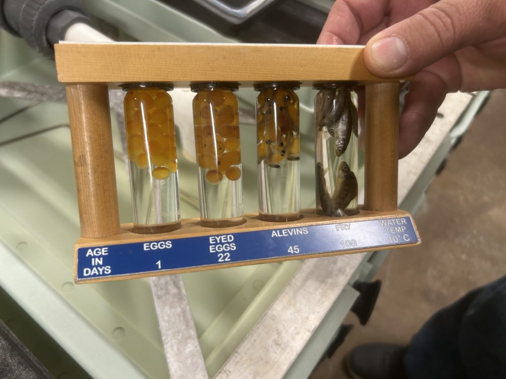 The DNR’s Darren Miller holds a display of fish eggs at the Les Voigt State Fish Hatchery in Bayfield, Wis. Danielle Kaeding/WPR