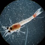 Bloody Red Shrimp Have Invaded Lake Superior