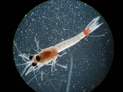 Bloody Red Shrimp Have Invaded Lake Superior