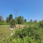 The Ecology and Management of Invasive Species