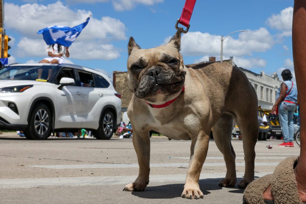 A dog watches as the 55th Juneteenth Jubilee Parade goes down Dr. Martin Luther King Jr. Drive.