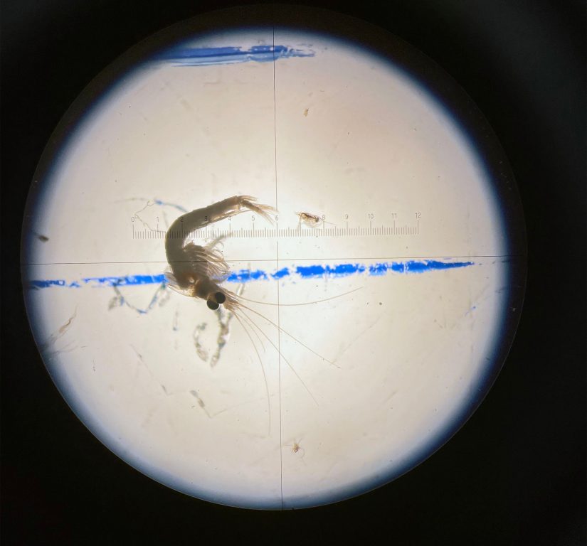 A 6 to 7 millimeter long sample of bloody red shrimp collected by researchers. Photo by Donn Branstrator/University of Minnesota-Duluth
