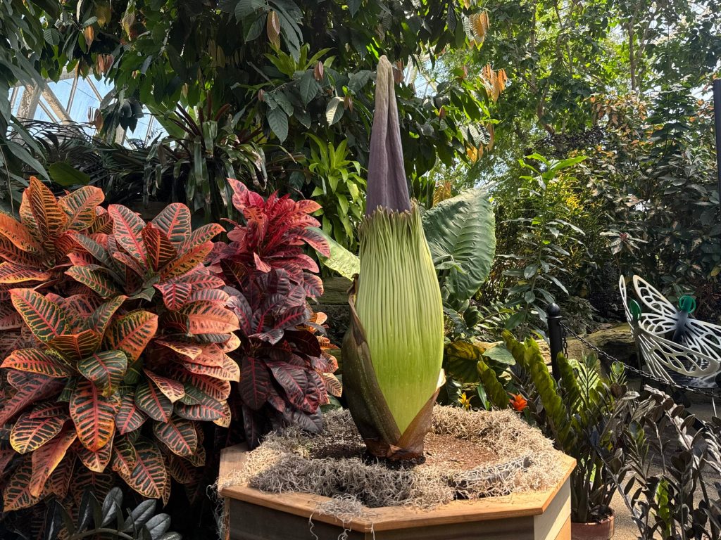 Penelope, a corpse flower, is seen here at the domes in Milwaukee on June 22, 2026. Evan Casey/WPR