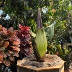 Rare Stinky Flower Expected to Bloom at Mitchell Park Domes