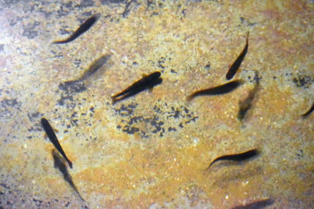 Brown trout fingerlings that are being raised at the Les Voigt State Fish Hatchery in Bayfield. Normally, the fish are transferred to the Brule hatchery to finish growing, but the DNR intends to keep the facility closed this year. Danielle Kaeding/WPR