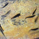 Anglers Blame Politics As Wisconsin Cuts Back On Stocking Game Fish