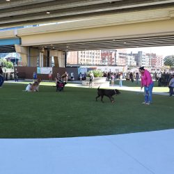 Downtown Dog Park. Photo taken Aug. 20, 2025 by Graham Kilmer.