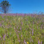 DNR Celebrates 75 Years of State Natural Areas