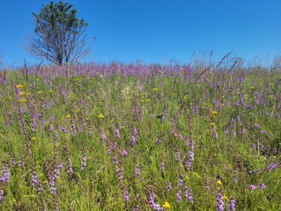 DNR Celebrates 75 Years of State Natural Areas