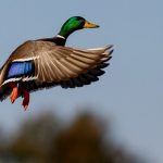 Spring Waterfowl Survey Shows Positive Results