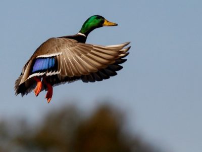 Spring Waterfowl Survey Shows Positive Results