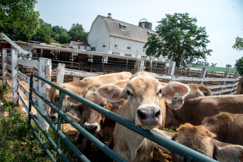 Cows are seen at Bryan Voegeli’s dairy farm, which specializes in Brown Swiss cattle, in Monticello, Wis., on July 9, 2020. (Will Cioci / Wisconsin Watch)