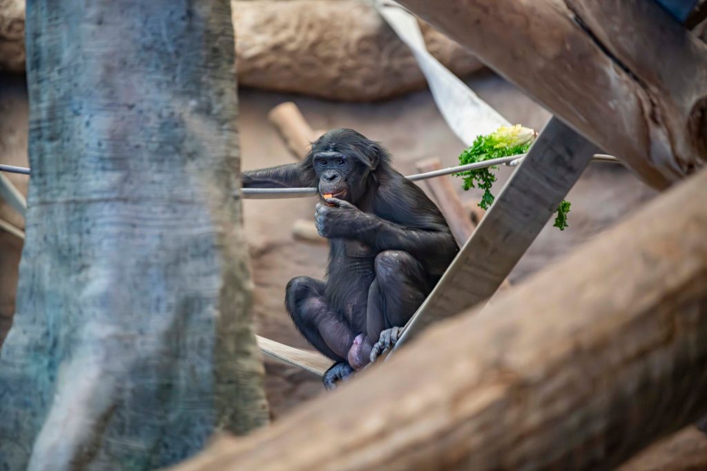 A bonobo qasai at the Milwaukee County Zoo. Photo courtesy of the Milwaukee County Zoo