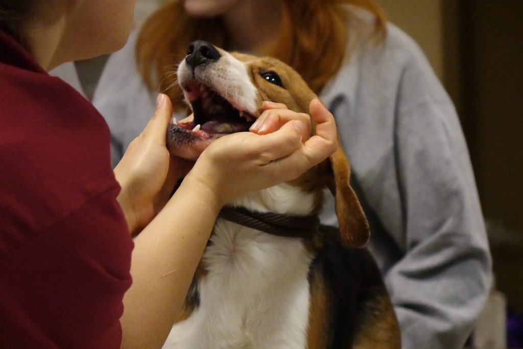 A beagle from Ridglan Farms is being administered de-worming medication by a staffer with the Milwaukee chapter of the Wisconsin Humane Society prior to meeting its foster family on May 11, 2026. Courtesy Trevor Hook/WPR