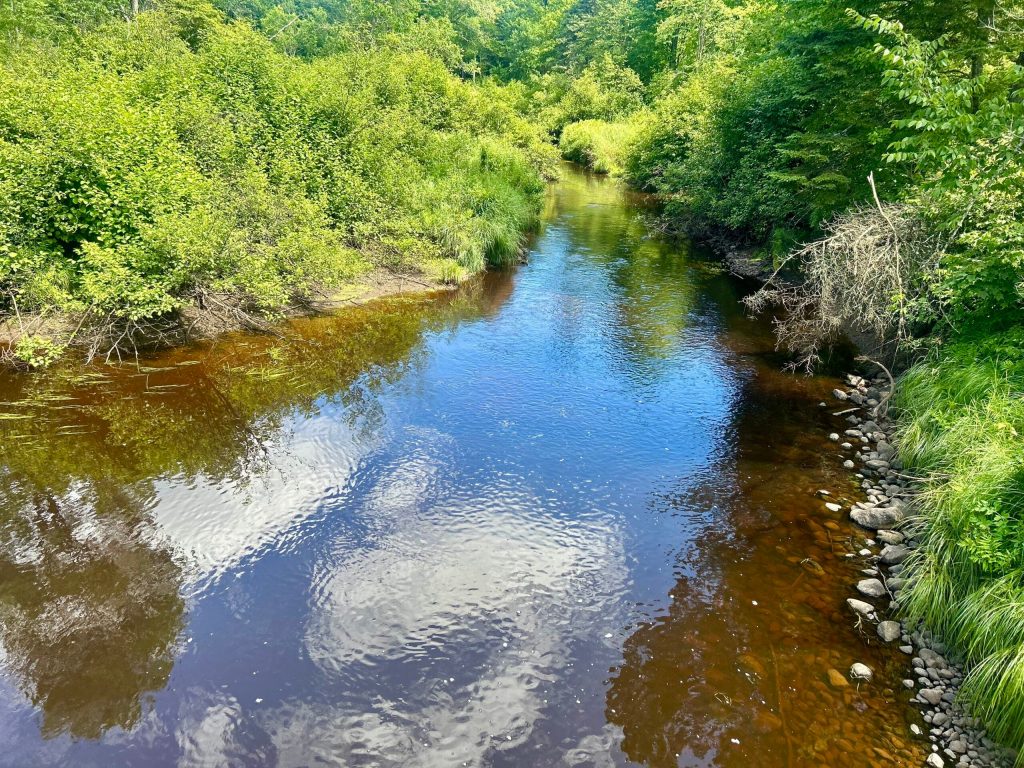 The North Fork of the Yellow River on July 17, 2025. It’s a source of water for Green Light Wisconsin’s drilling activities at the Bend deposit in the Chequamegon-Nicolet National Forest near Medford. Danielle Kaeding/WPR