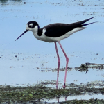Black-Necked Stilt Numbers Soar in Wisconsin