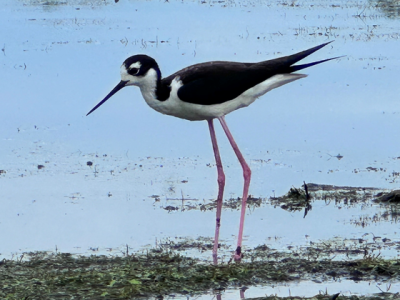 Black-Necked Stilt Numbers Soar in Wisconsin