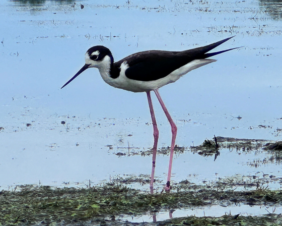 A black-necked stilt at Horicon National Wildlife Refuge. / Photo Credit: Wisconsin DNR