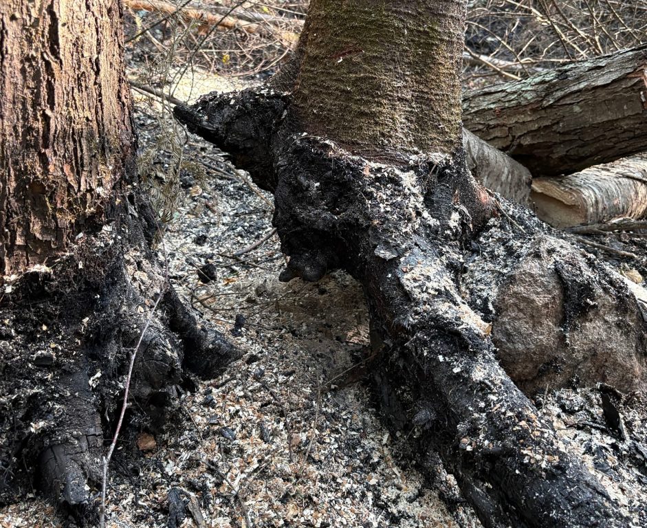 Charred roots have created unstable trees during windy conditions as Wisconsin DNR firefighters work to contain the Chub Fire in northern Minnesota. Photo courtesy of the Wisconsin DNR