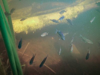 DNR Fisheries Research Project Receives Top National Honor