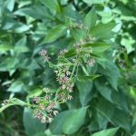 Invasive Pale Swallow-Wort Detected in Wisconsin
