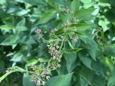Invasive Pale Swallow-Wort Detected in Wisconsin
