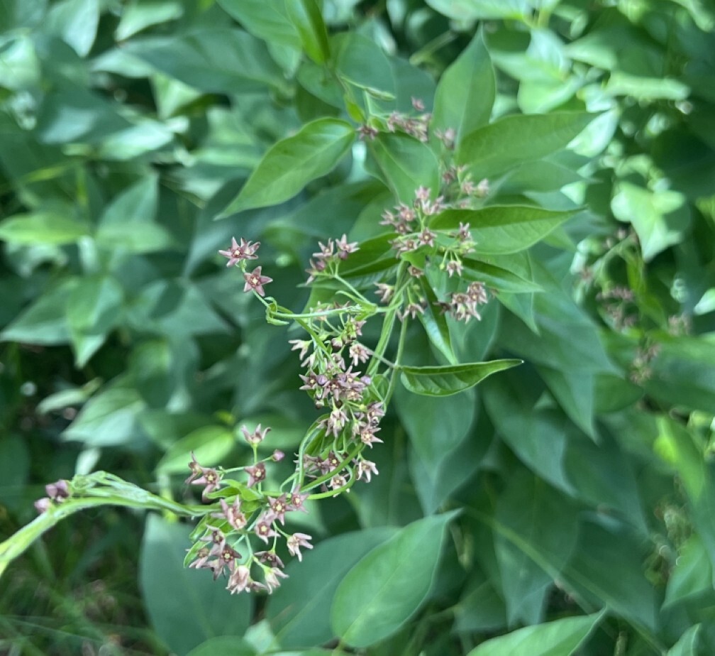 If you believe you have found pale swallow-wort, please report it to Invasive.Species@wisconsin.gov. / Photo Credit:Timberland Invasives Partnership