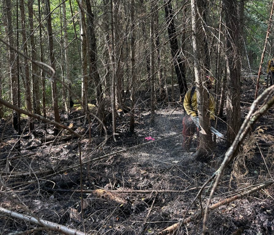 A Wisconsin DNR crew saws down trees weakened by the Chub Fire in northern Minnesota. Photo courtesy of the Wisconsin DNR