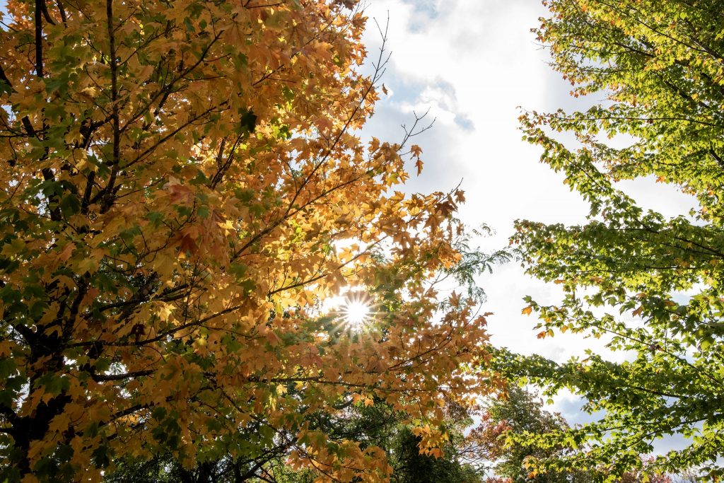 The sun shines through leaves in the Medford City Park on Friday Oct. 6, 2023, in Medford, Wis. Angela Major/WPR