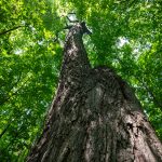 Can Wisconsin’s Stressed Oak Trees Be Saved?