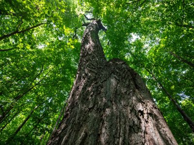 Can Wisconsin’s Stressed Oak Trees Be Saved?