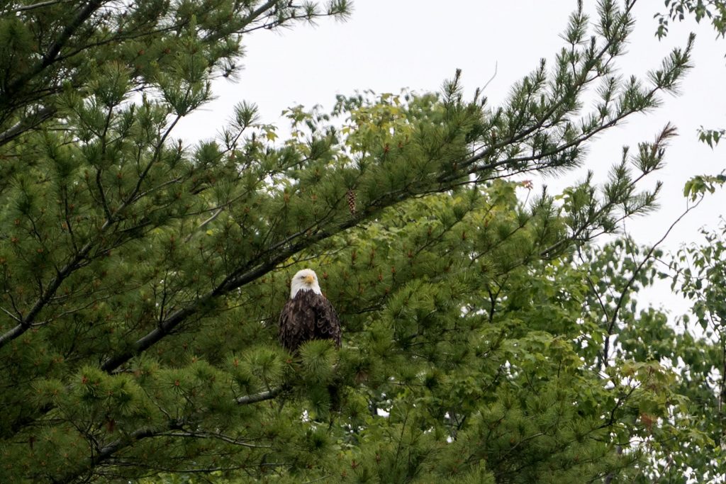 A bald eagle sits in a tree on the Apostle Islands as a cruise passes by Wednesday, July 8, 2026, in Bayfield, Wis. Angela Major/WPR