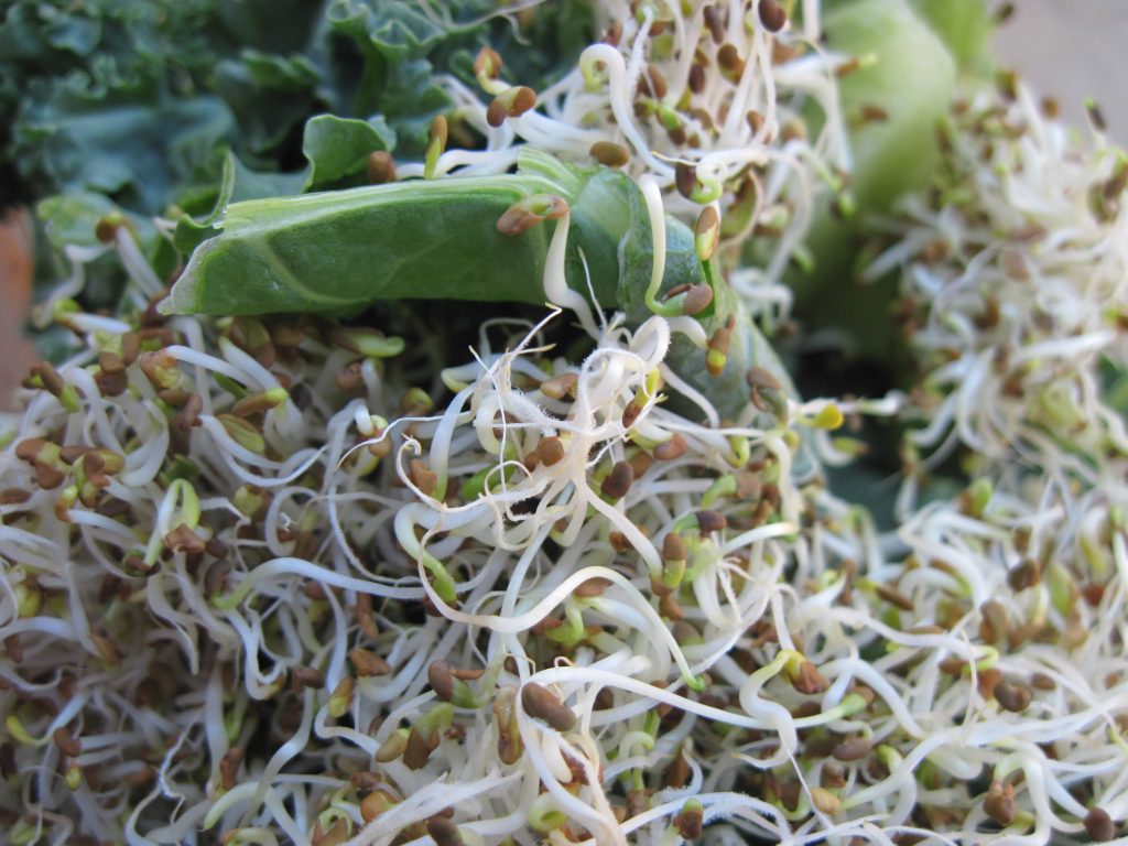 E. coli and Salmonella Outbreak Linked to Alfalfa Sprouts in Wisconsin and Minnesota