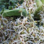 17 People in Wisconsin, 23 in Minnesota Sickened in E. Coli, Salmonella Outbreak