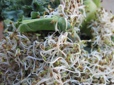 17 People in Wisconsin, 23 in Minnesota Sickened in E. Coli, Salmonella Outbreak