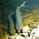 Lake Sturgeon Can Live Hundreds of Years, Surprised Researchers Find