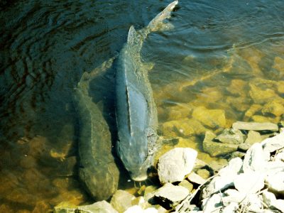 Lake Sturgeon Can Live Hundreds of Years, Surprised Researchers Find