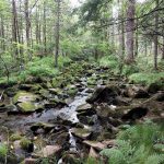 New Central Wisconsin Nature Preserve Has Protected Trout Stream