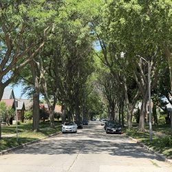 Tree canopy on N. 47th Street. Photo by Jeramey Jannene.
