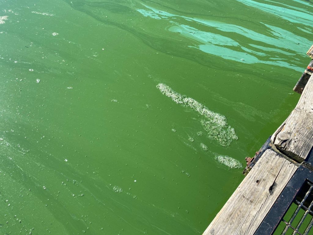 Marathon and Portage counties issued a blue-green algae advisory for Lake Du Bay on Aug. 13 after people reported related illnesses. Testing confirmed toxins in blue-green algae there in late July. Photo courtesy of Dale Grosskurth/Marathon County Health Departmant