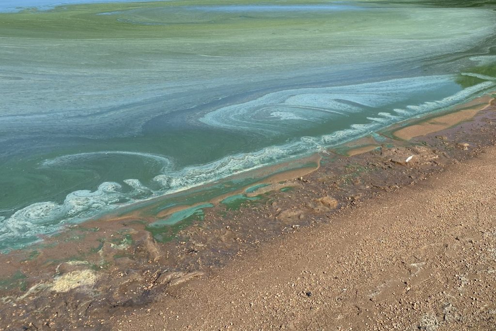 Marathon and Portage counties issued a blue-green algae advisory for Lake Du Bay on Aug. 13 after people reported related illnesses. Testing confirmed toxins in blue-green algae there in late July. Photo courtesy of Dale Grosskurth/Marathon County Health Department