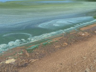 Blue-Green Algae on the Rise in Wisconsin’s Lakes