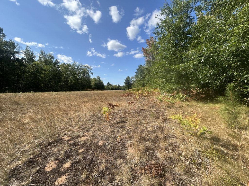Plants and grass are dead or drying out in northwestern Wisconsin, and some leaves are beginning to turn near Lake Nebagamon in Douglas County. The area is experiencing extreme drought. Danielle Kaeding/WPR