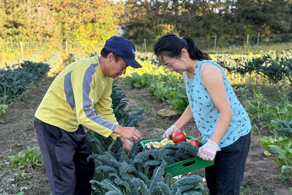 Farmers harvesting kale and other vegetables at GreenGold Gardens in Wausau. Photo courtesy of Hunger Task Force